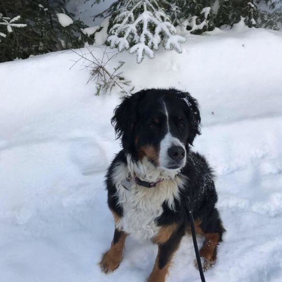 Meet your Posher, Danielle - Picture 1 of 1